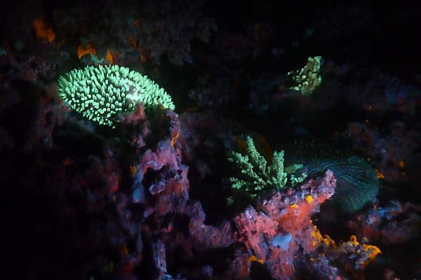 Night Dive with DSM DIVE 2