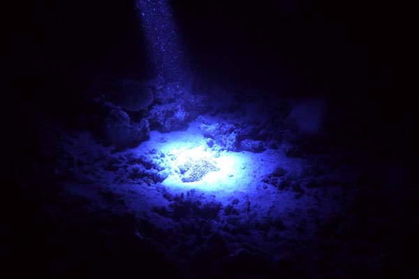 Night Dive with DSM DIVE 4