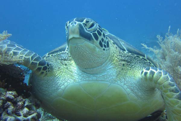 Diving in Gili Islands with DSM DIVE-1