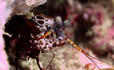 Peacock Mantis Shrimp