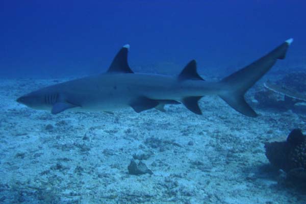 Diving in Gili Islands with DSM DIVE-1