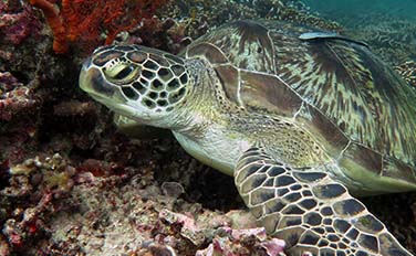 Green Turtle