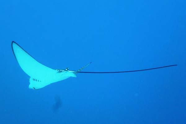 Diving in Gili Islands with DSM DIVE-1