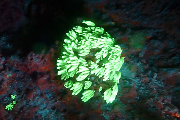 Night Dive with DSM DIVE 3